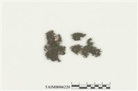 藏品(頂鱗蘚屬)的圖片